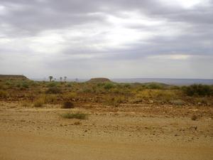 Quiver trees abound in the arid semi desert